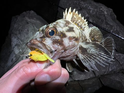 ソイの釣果