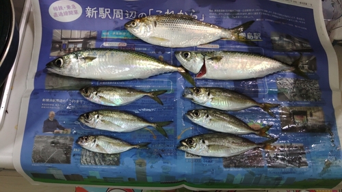 マアジの釣果