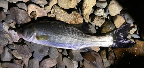 セイゴ（ヒラスズキ）の釣果