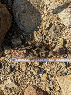 タケノコメバルの釣果