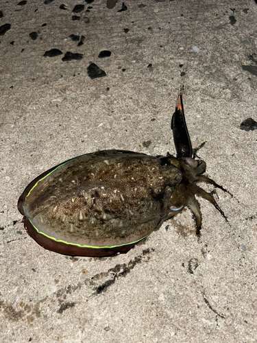 モンゴウイカの釣果