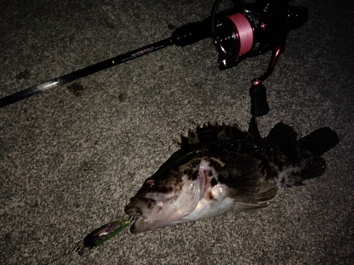 タケノコメバルの釣果