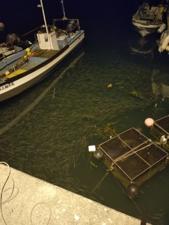 クロソイの釣果