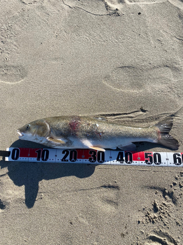 マルタウグイの釣果