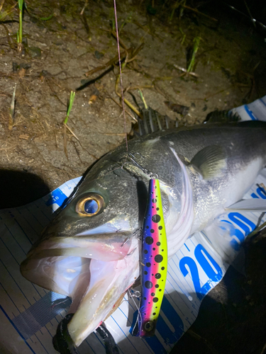 シーバスの釣果