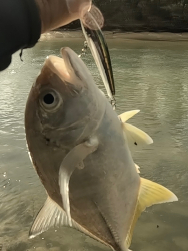 メッキの釣果