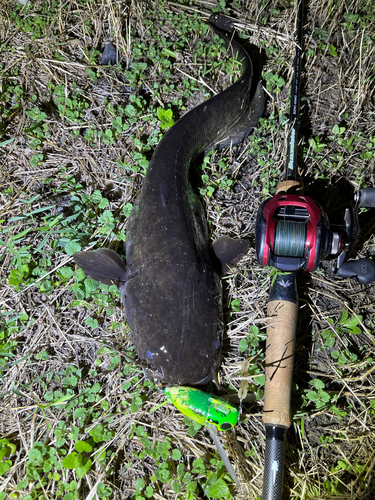 ナマズの釣果