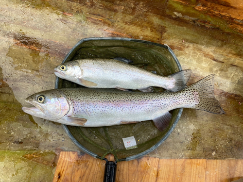 ニジマスの釣果