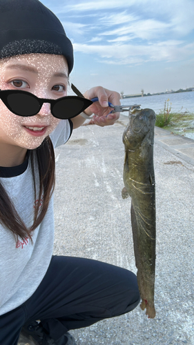 コイの釣果