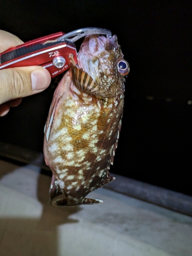 カサゴの釣果