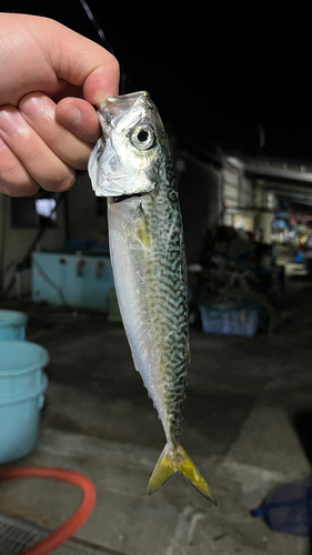 ゴマサバの釣果