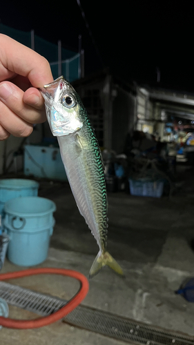 ゴマサバの釣果