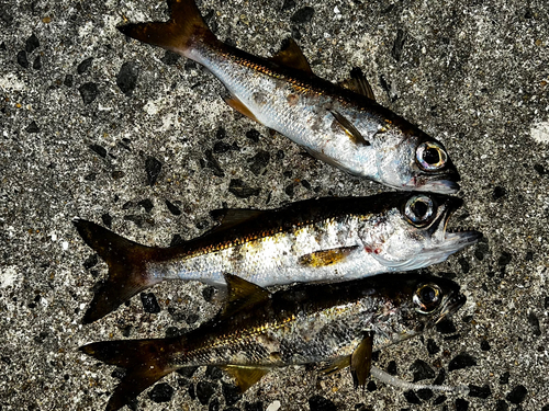 クロムツの釣果