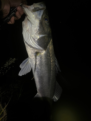 スズキの釣果