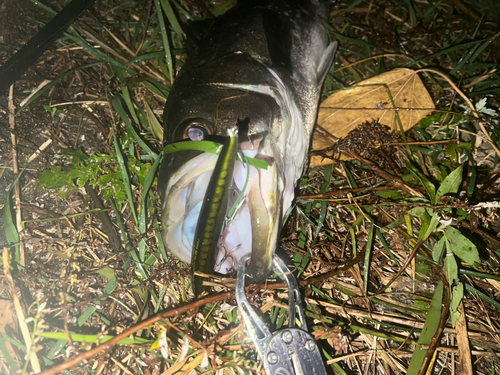 スズキの釣果