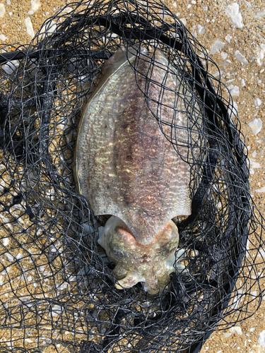 コウイカの釣果