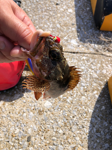 アラカブの釣果