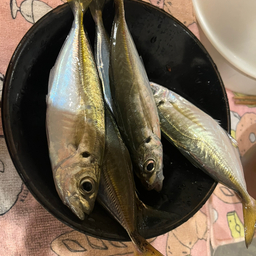 アメリカのおうどんの釣果