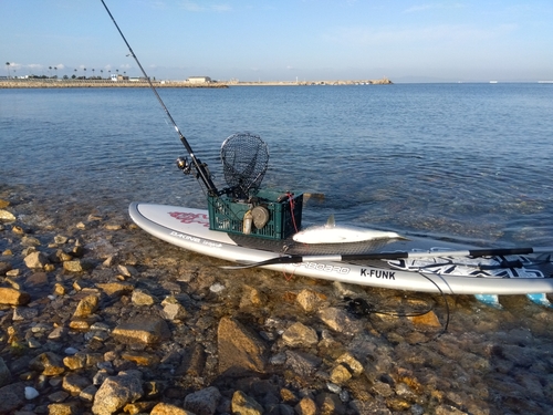 ハマチの釣果