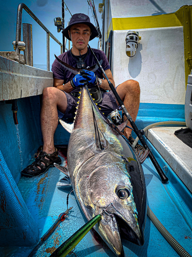 クロマグロの釣果