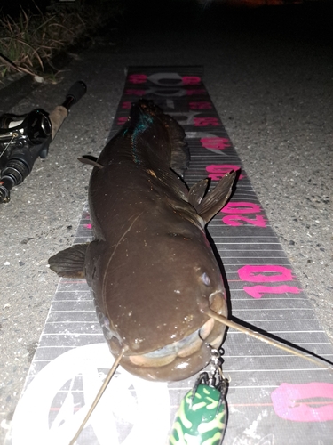 ナマズの釣果