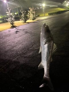 セイゴ（ヒラスズキ）の釣果