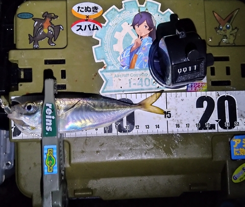 マアジの釣果