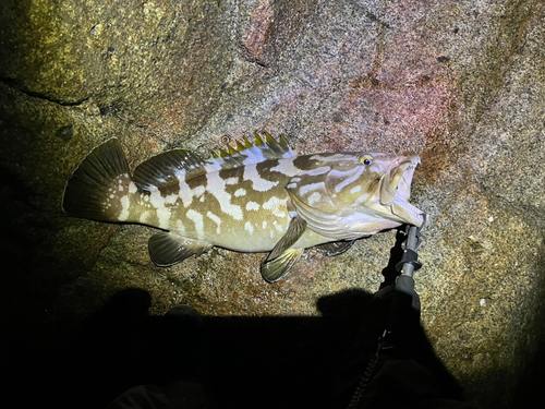 クエの釣果