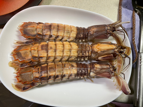 シャコの釣果