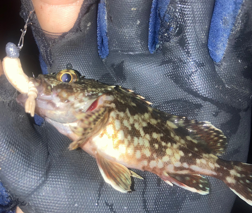 カサゴの釣果