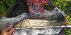 コイの釣果