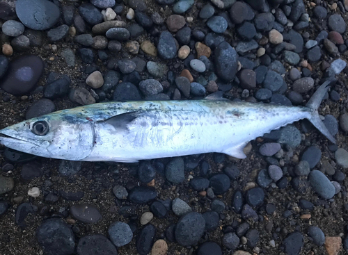 サゴシの釣果