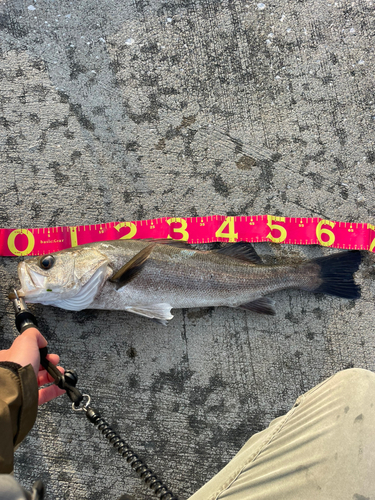 シーバスの釣果