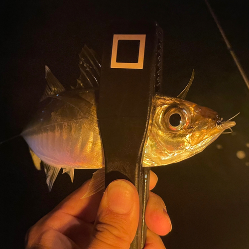 マアジの釣果