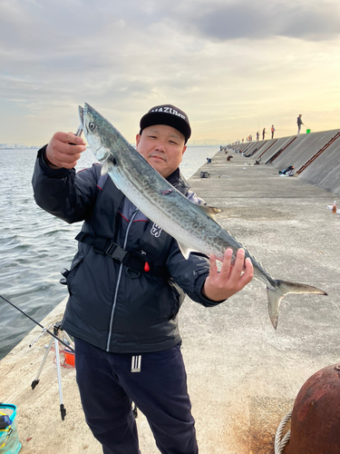 サワラの釣果