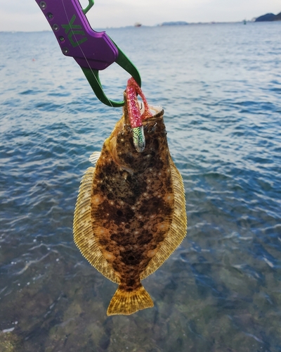 ソゲの釣果