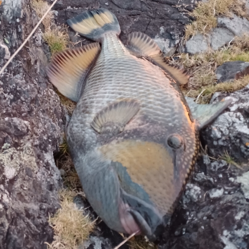 ゴマモンガラの釣果