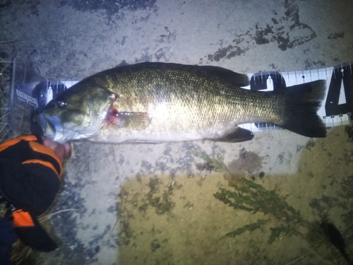 スモールマウスバスの釣果