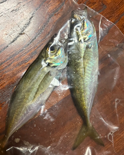 マアジの釣果