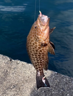 オオモンハタの釣果