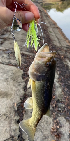 ラージマウスバスの釣果