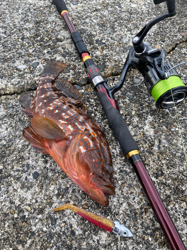 アコウの釣果