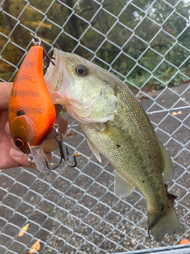 ラージマウスバスの釣果