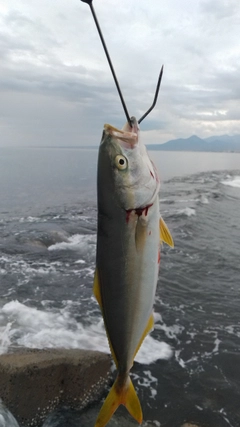 ツバスの釣果