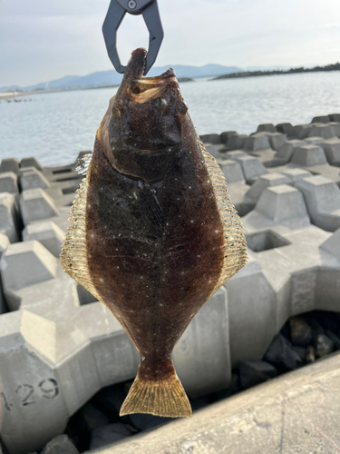 ヒラメの釣果