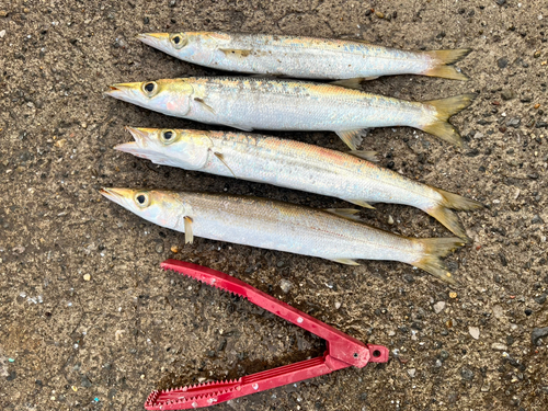 カマスの釣果