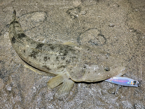 マゴチの釣果