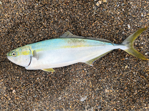 イナダの釣果