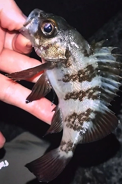 シロメバルの釣果