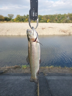 ニジマスの釣果